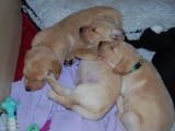 four weeks old