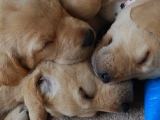 five weeks old