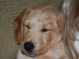 nine weeks old