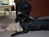 Eleven and a half weeks old - how close am I to my stepdad?