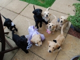 Bridal party