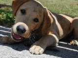 out on a walk - enjoying a stick