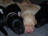 2 days old