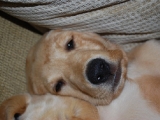 nine weeks old