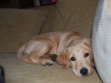 nine weeks old