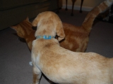Melvin with Lucy - she is puppy sized COOL!