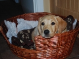 ten weeks old