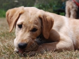 Im eleven and a half weeks old now!