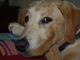 Melvin at 6 months old