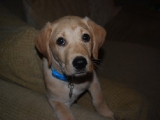 ten weeks old