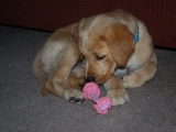 seven and a half weeks