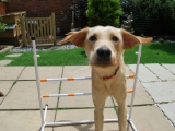 Melvin having cleared the jump!
