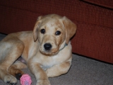 seven and a half weeks