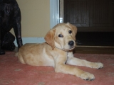 ten weeks old
