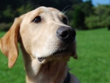 Mevlin - at 6 months!