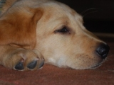 ten weeks old