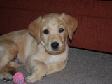 seven and a half weeks
