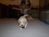 four weeks old