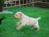 four weeks old