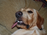 Melvin....had been asleep looking like this. (aged 2yrs)