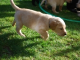 four weeks old