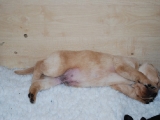 just over three weeks old