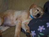 nine and a half weeks