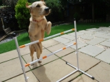 Melvin about to clear the jump!