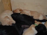 three and a half weeks old