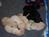10 days old