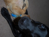 Melvin with Molly