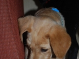 seven and a half weeks