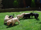 three and a half weeks old