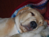 nine and a half weeks