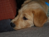 seven and a half weeks