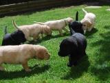 three and a half weeks old