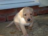 four weeks old