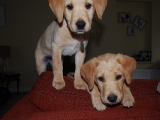 nine and a half weeks Amber and Melvin