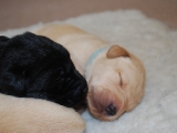 11 days old
