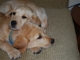 nine and a half weeks
