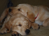 nine and a half weeks
