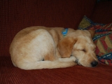 seven and a half weeks