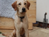 Melvin just over a year old