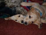 Melvin and Amber