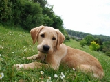 I love being on a walk aged ten and a half weeks