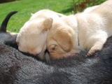 three and a half weeks old