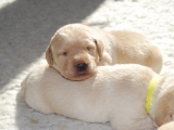 11 days old