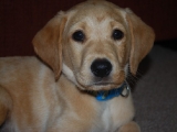 8 and a half weeks 