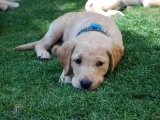 7 weeks old