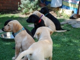 7 weeks old